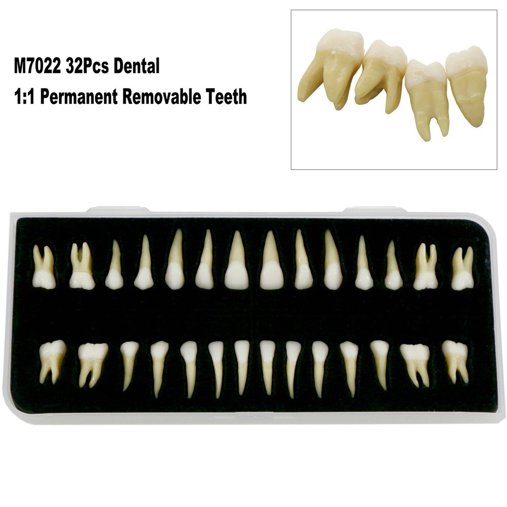 32Pcs Dental 1:1 Permanent Teeth Demonstration Teach Study Model Tooth M7022