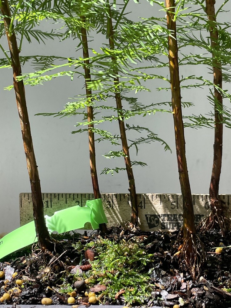 5 Tree Bald Cypress - Forest Bonsai