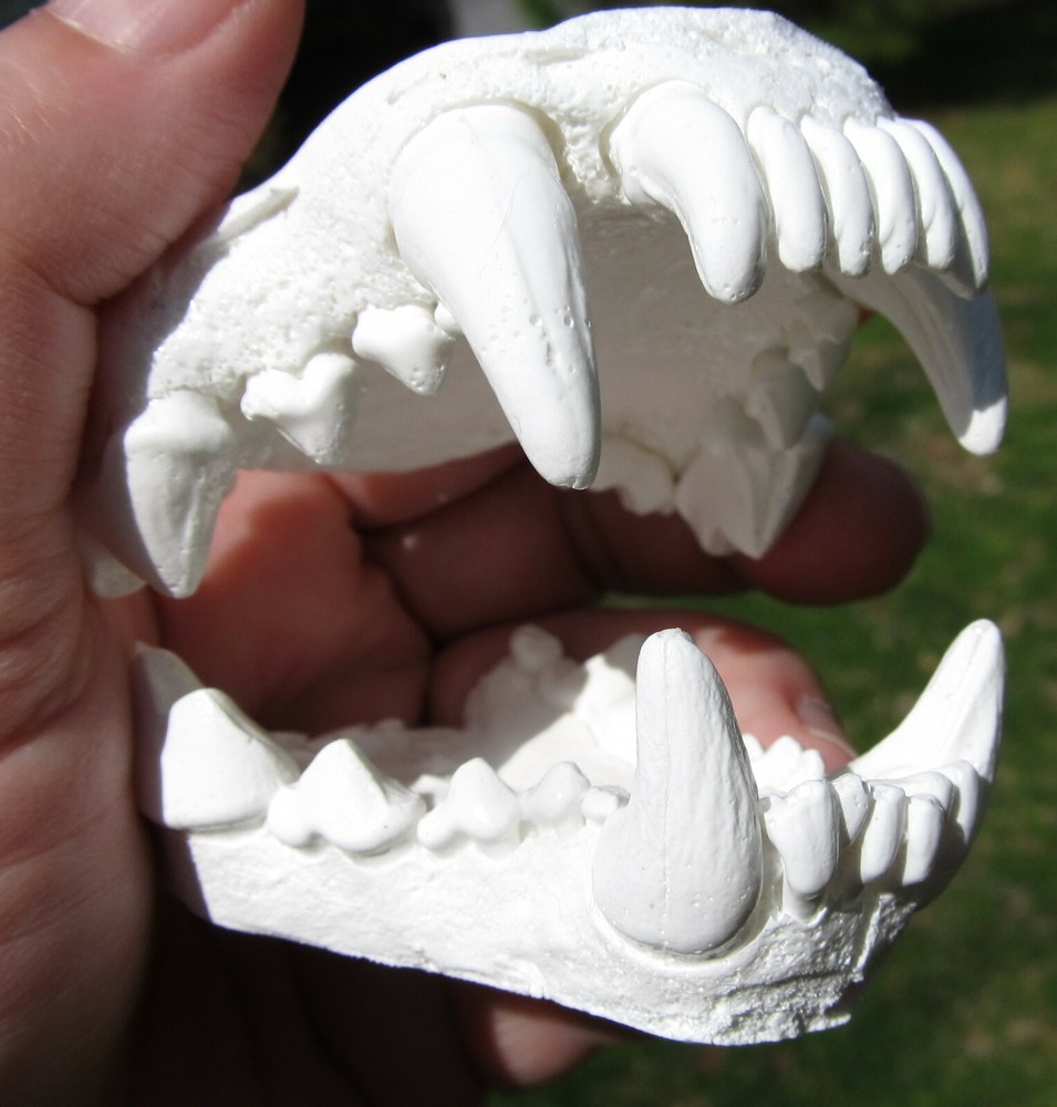 wolverine jaws teeth cast taxidermy plastic replica