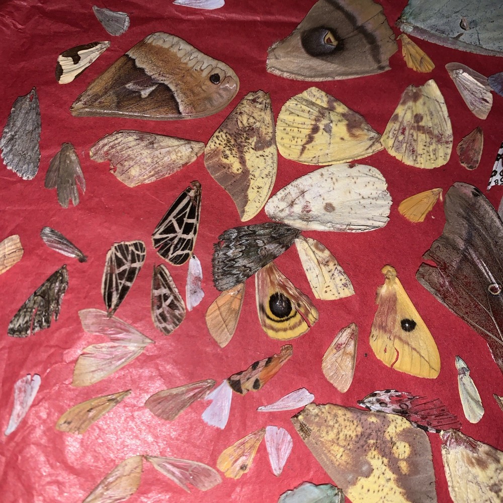 50+ Various Moth Wings Naturally Shed