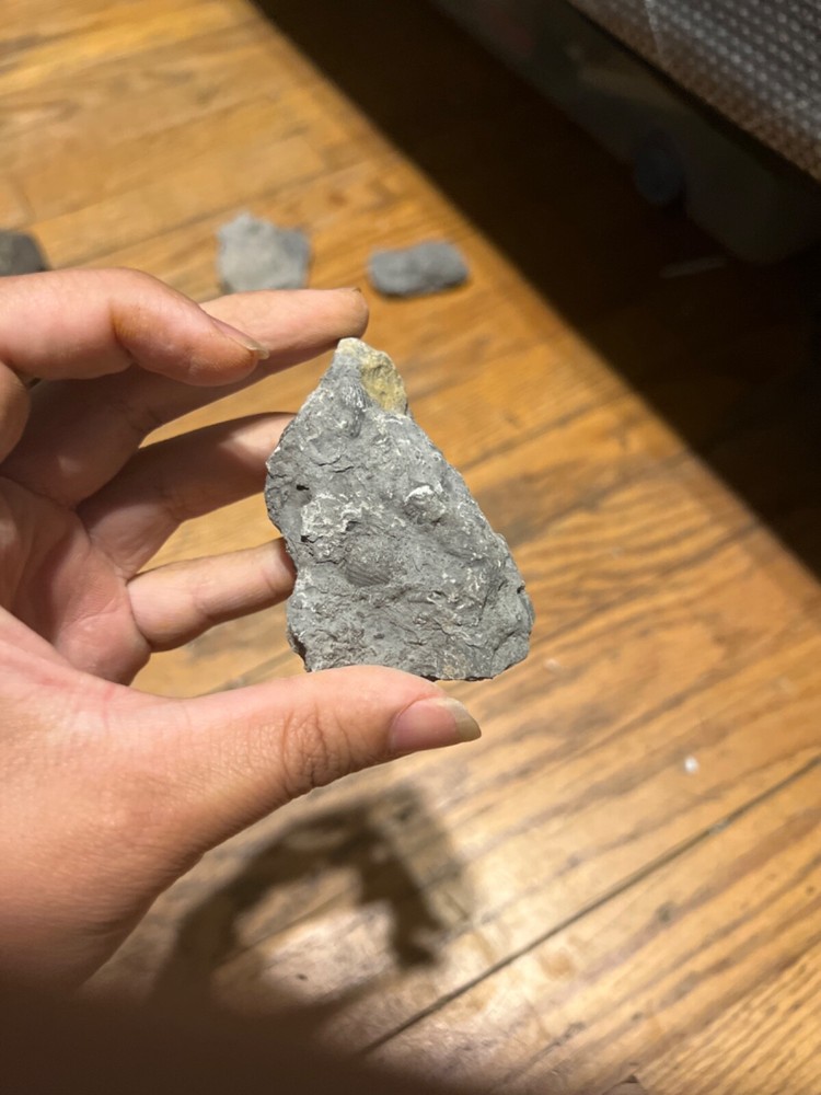Marine Fossil Rocks