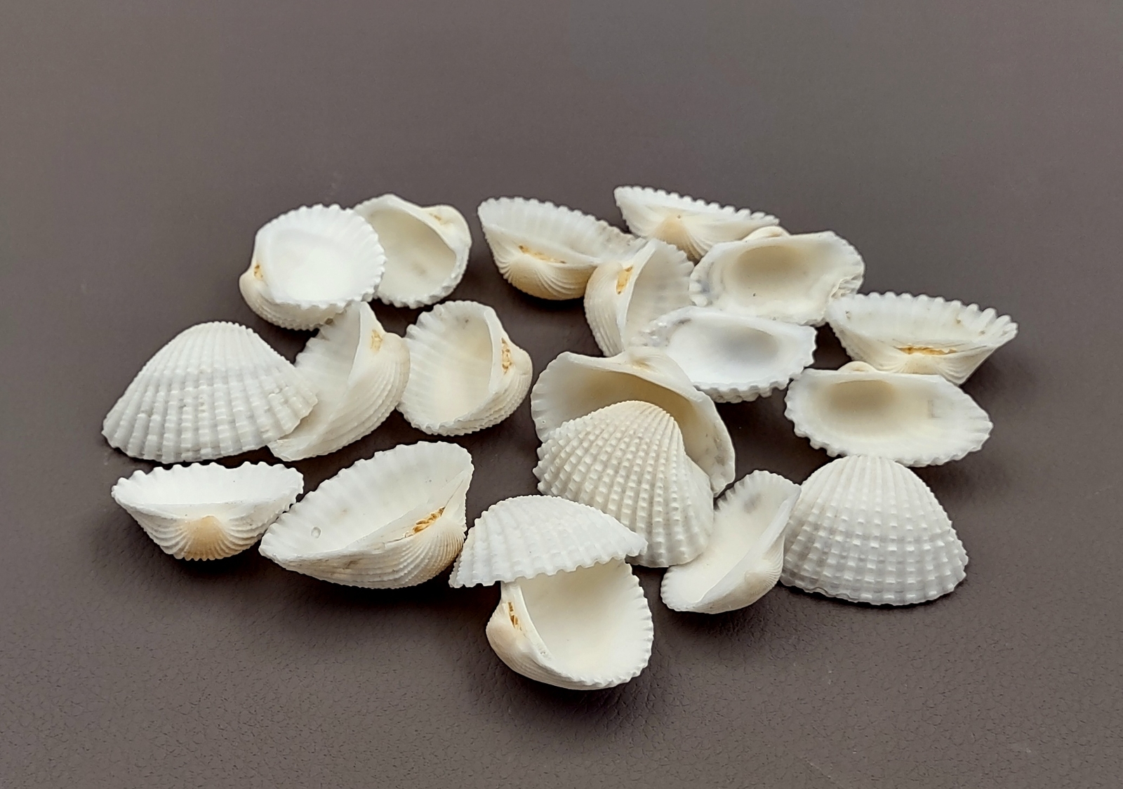 White Ark Clam Seashells Tegillarca Granosa (approx. 20+ shells 1+ inches)