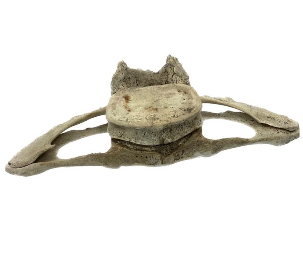Very Large Antique Whale Vertebrae #9