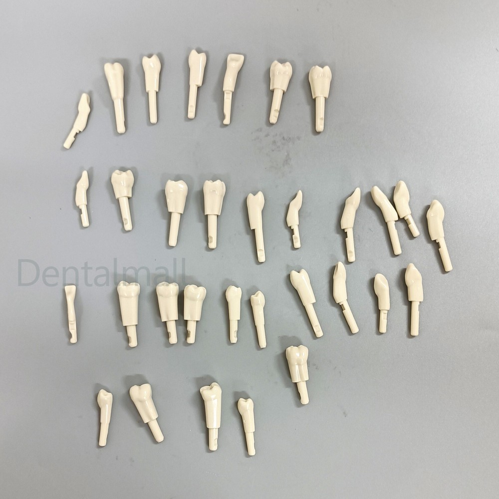 32Pcs Dental Replace teeth Model for KaVo Basic Model teeth Retention Mechanism