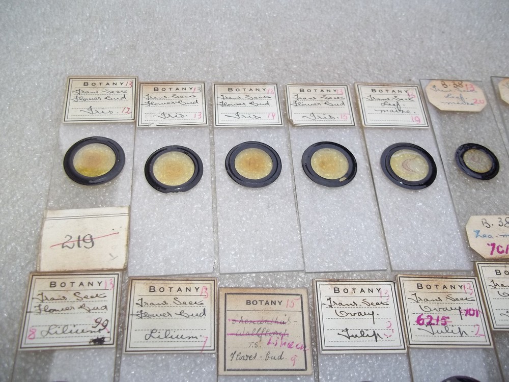 Vintage Glass Microscope Slides -