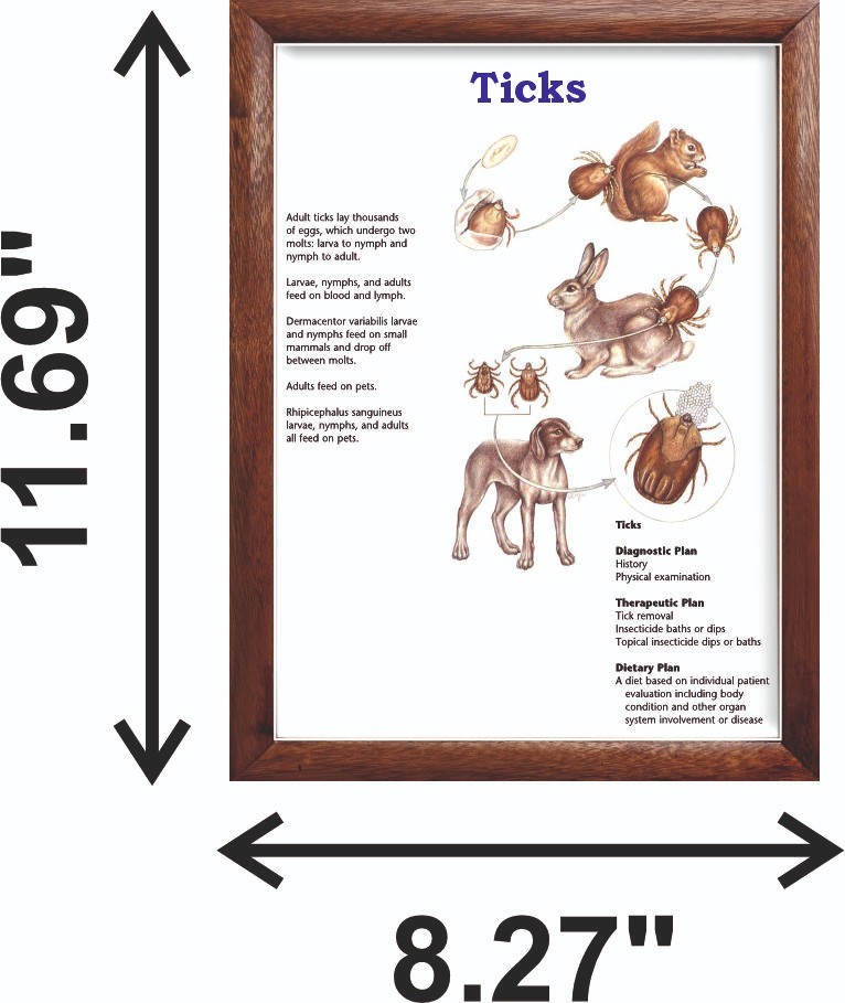 Ticks Chart 12x18 inches