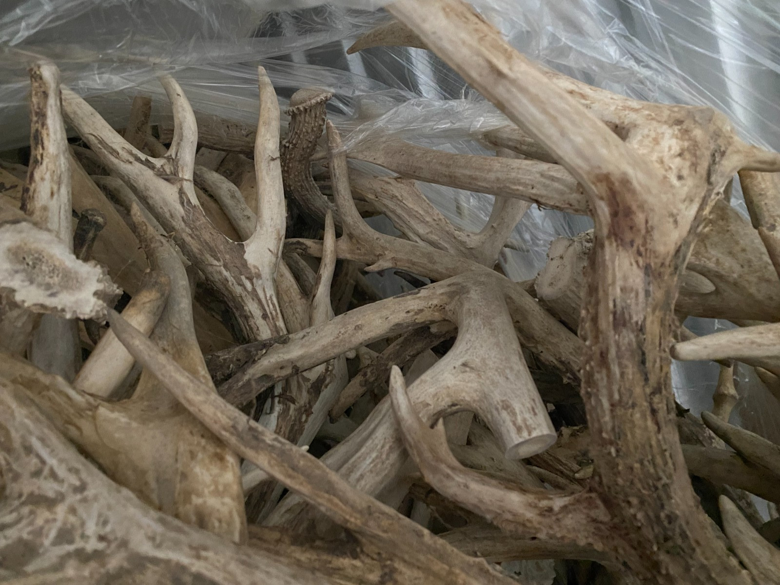 Bulk Deer Antlers Whole Racks – Grade B/C - For Crafts or Dogs