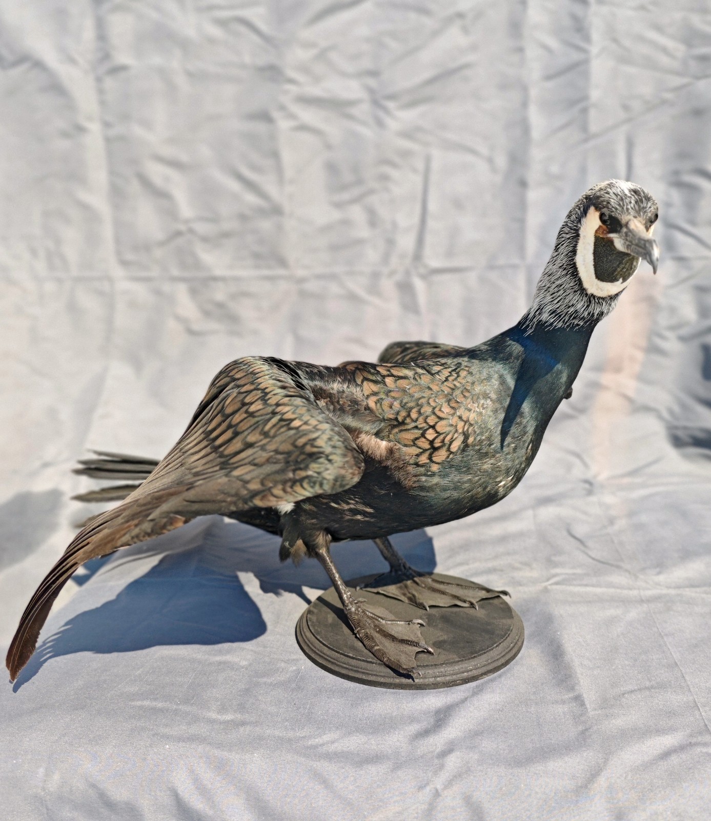 Phalacrocorax Taxidermia