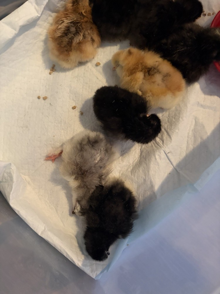 Fertile Hatching Eggs