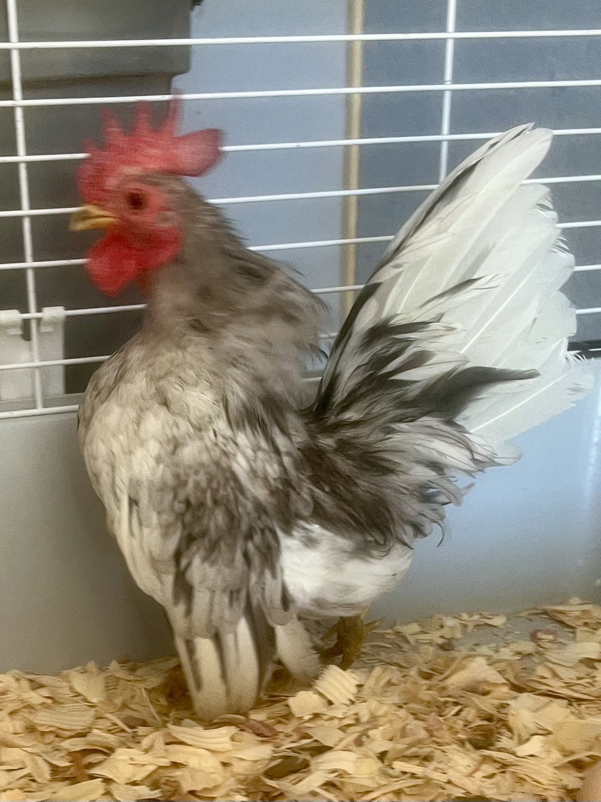 Small/Micro SERAMA Eggs One dozen Eggs