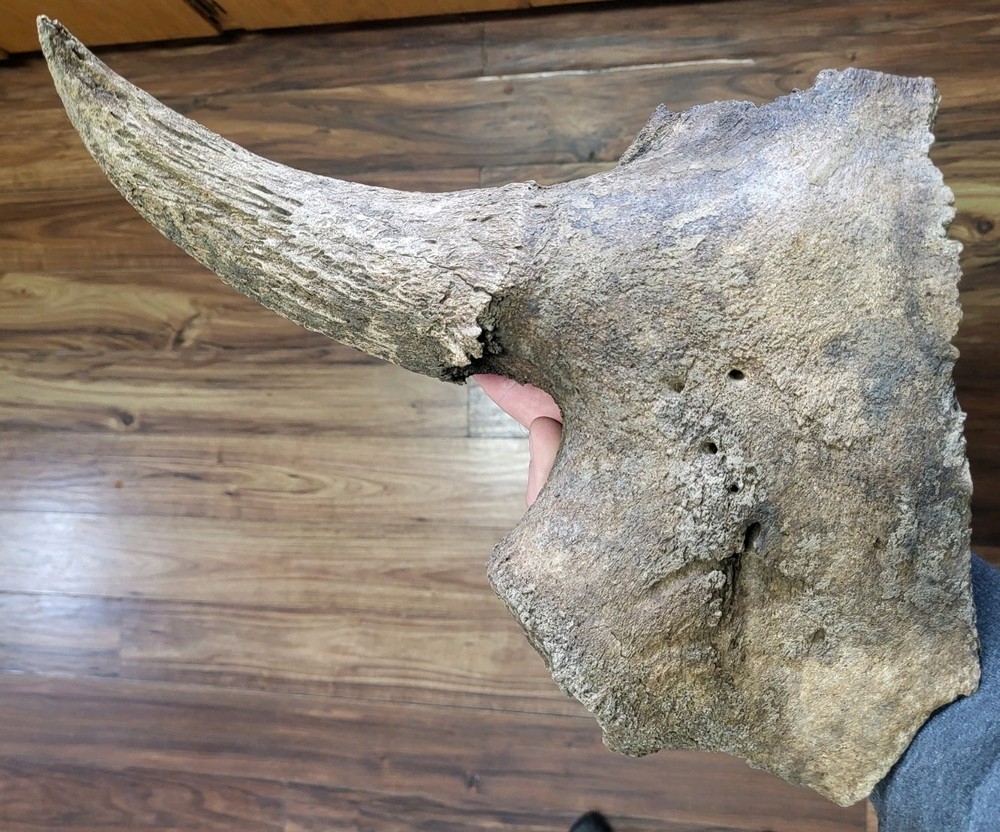 Historic Large Bison Horn Core Partial Skull river find