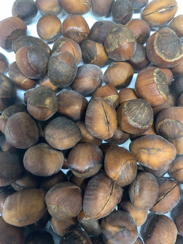 25 American Hazelnut Tree Seeds
