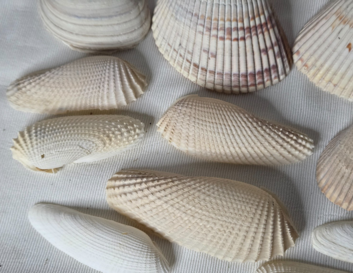 Lot of 32 Clam Scallop Shells Various Sizes from 1"- 4'' Natural Seashells