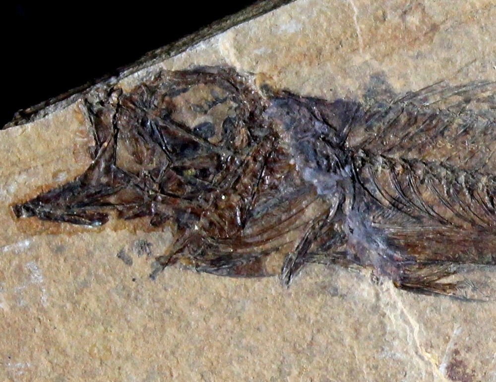 Serranus budensis - Very nice, big fossil fish