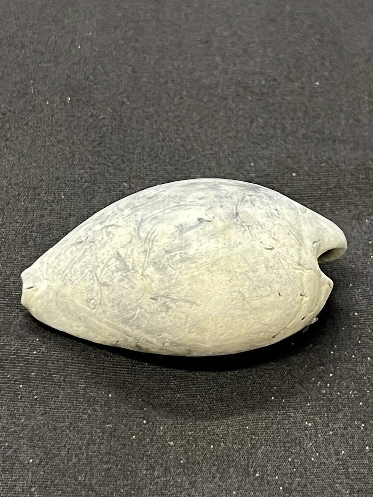 EXTINCT Fossilized COWRIE Shell From Central Florida - Pliocene Era.