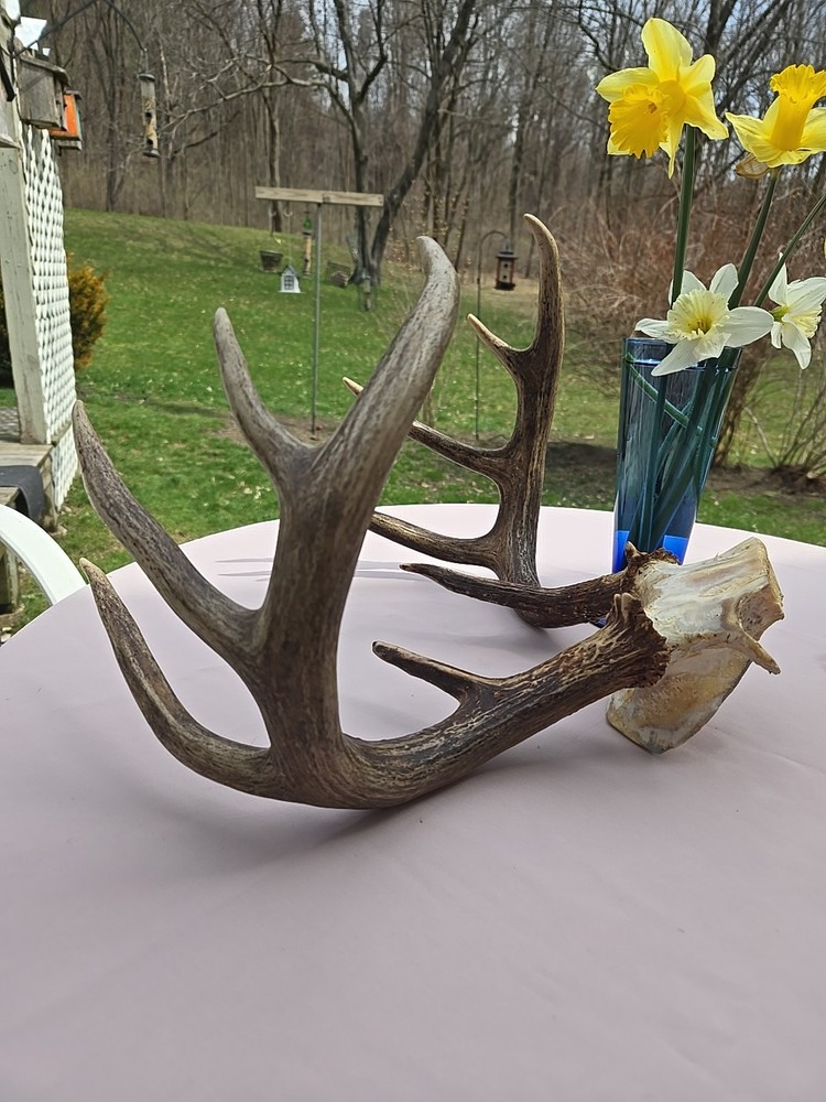 Deer Antlers