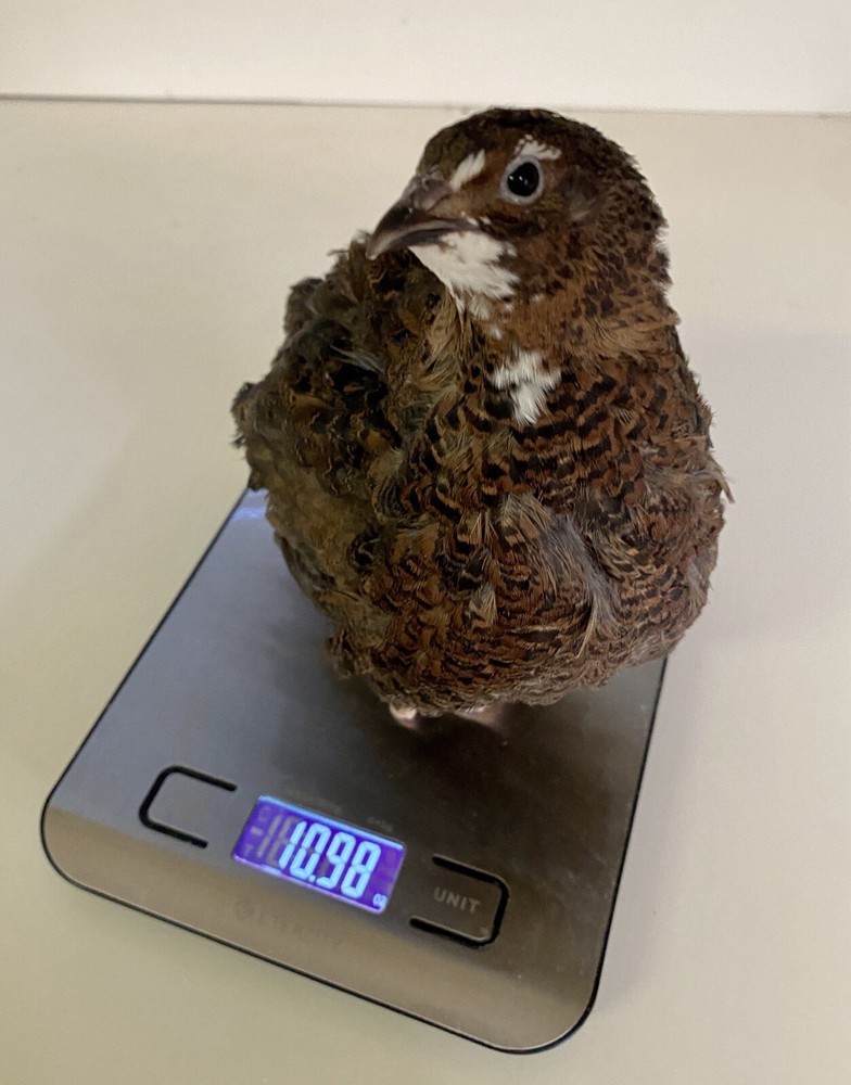 60- Celadon Quail Hatching Eggs - 100% True Blue Coturnix 🪺