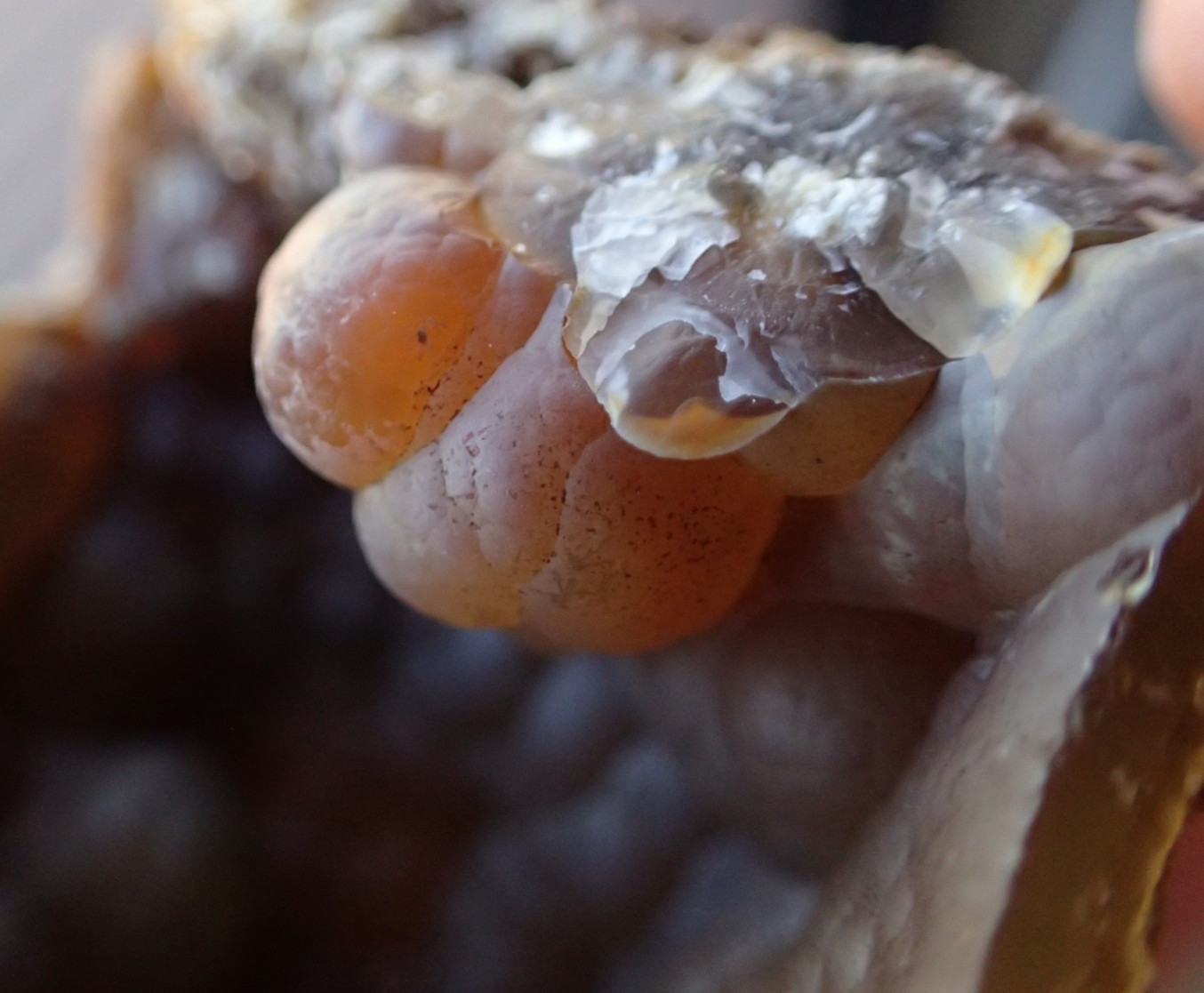 Botryoidal Fossil Coral Geode Fragment GA Agate Ocean Fluorescent Specimen WC8