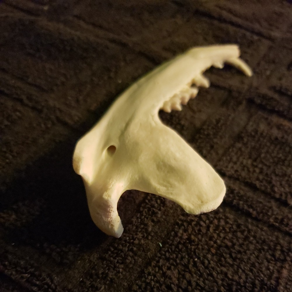Opossum Jaw Fossil