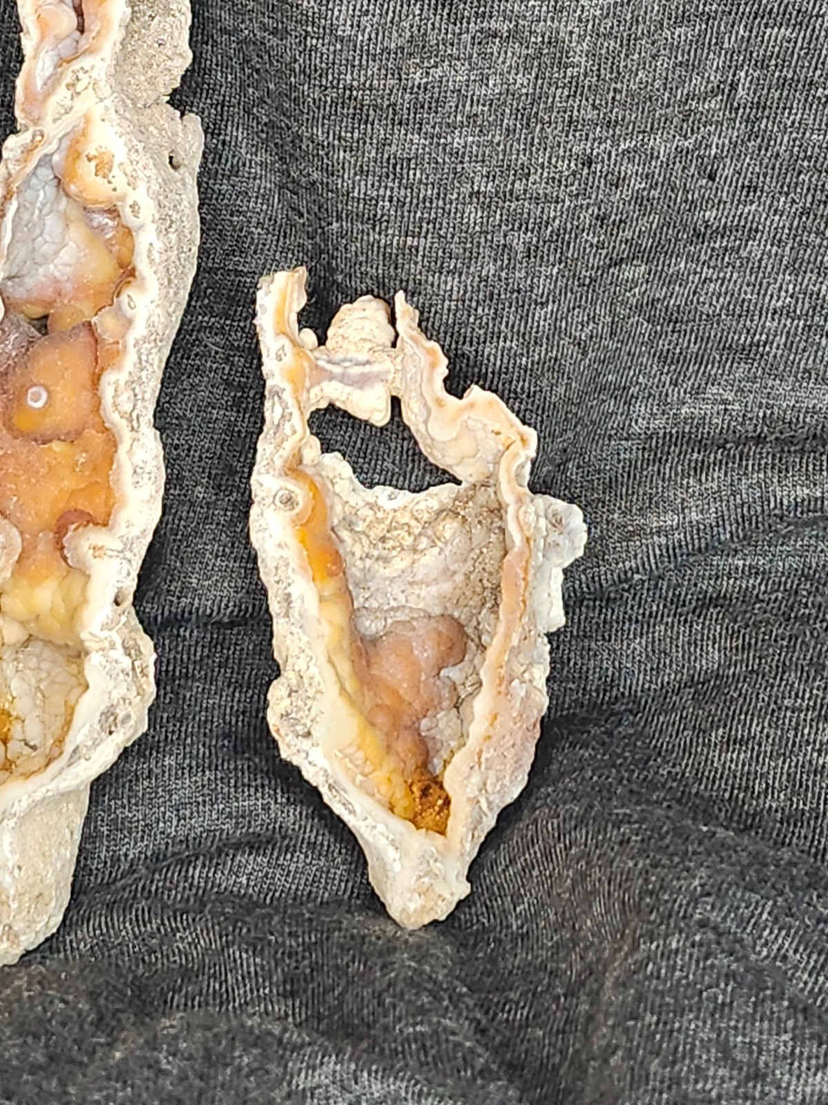 Florida Agatized Coral Fossil Pair, unpolished Chalcedony Fluorescent!