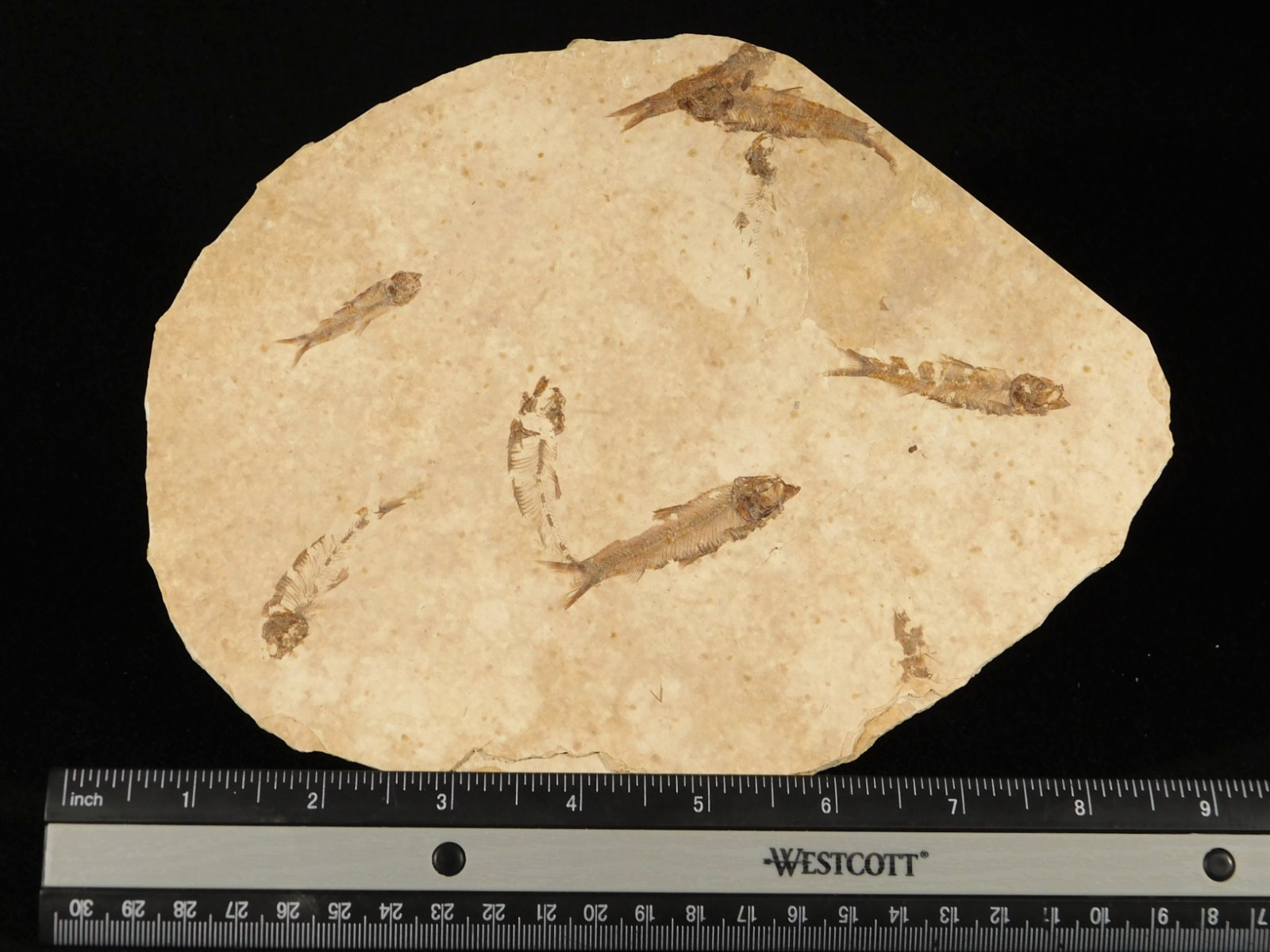 Rock AQUARIUM SEVEN! 50 Million Year Old Knightia FISH Fossils Wyoming 359gr