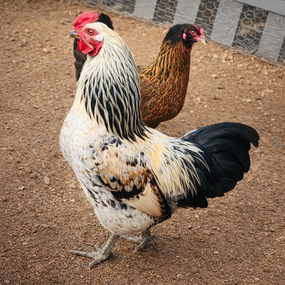 6 Easter Egger Chicken Hatching Eggs - 1/2 Dozen - Heritage Green & Blue Layers