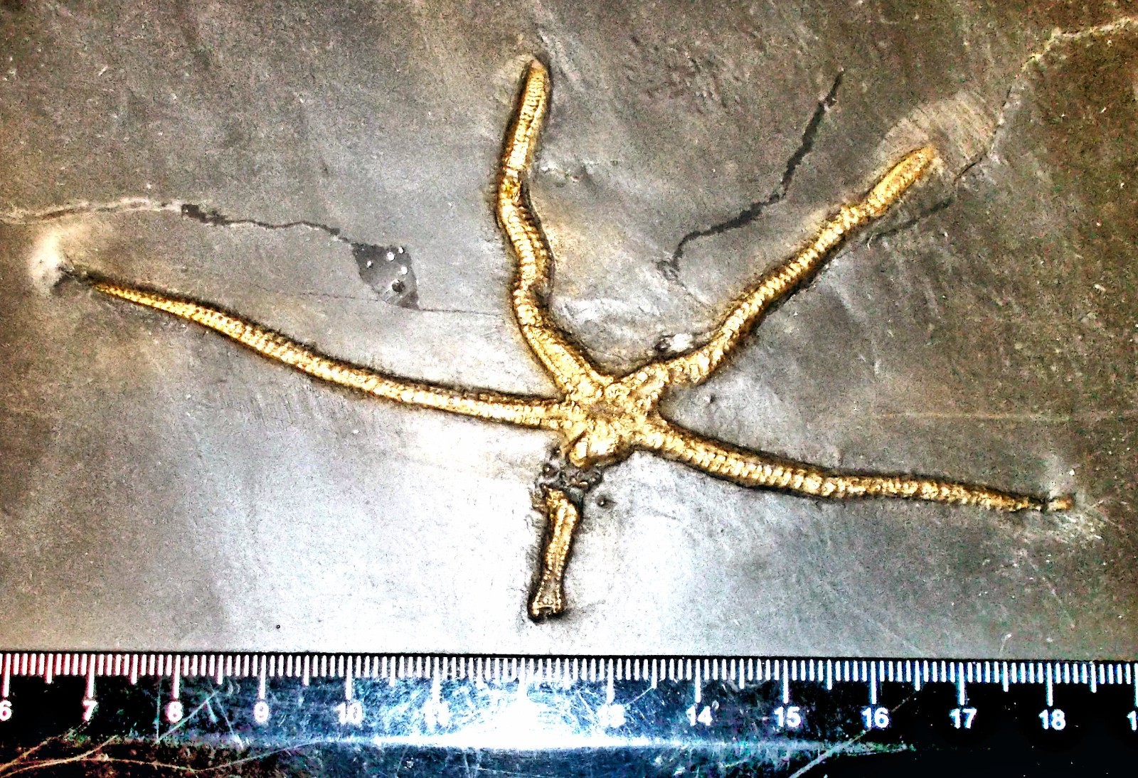 Detailed complete, 12cm Urastella asperula: Devonian, Bundenbach, Germany