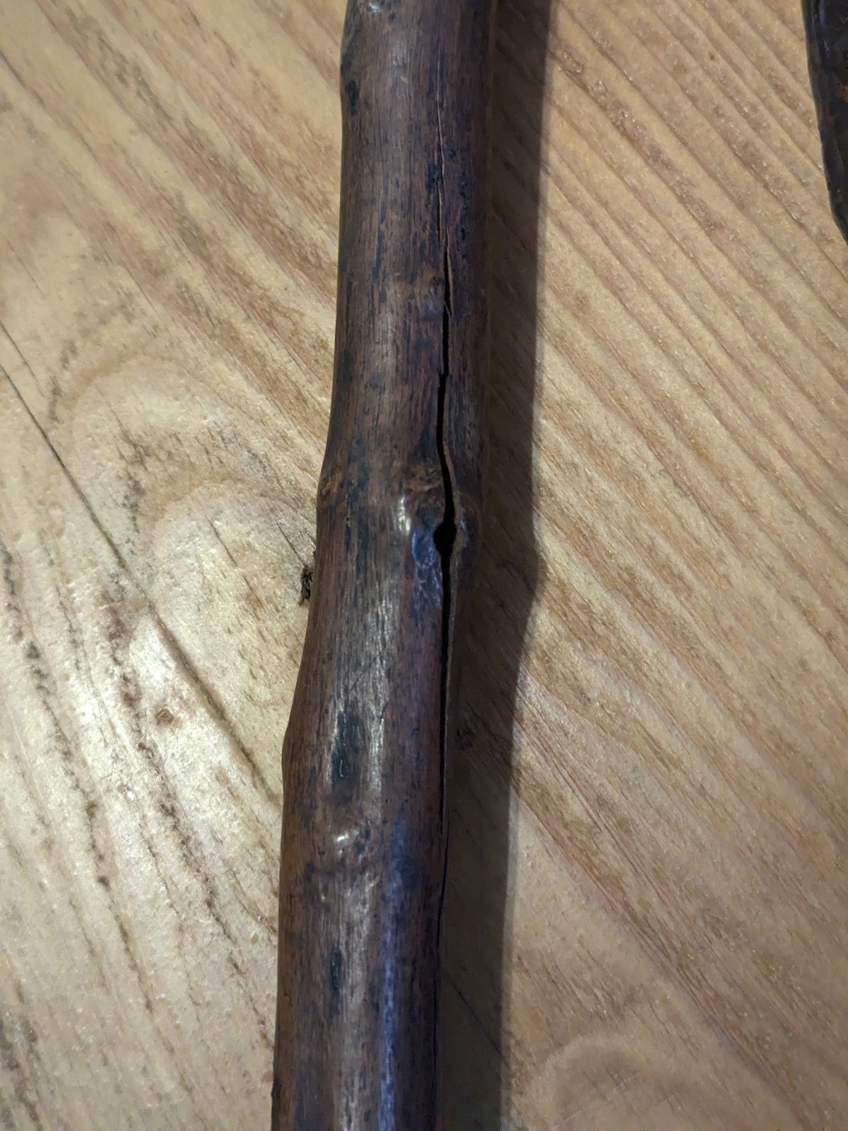 Native American 🔥 Eastern Woodland 🔥War Clubs 💥 Ball Root Burl 🤩 18th 19th C