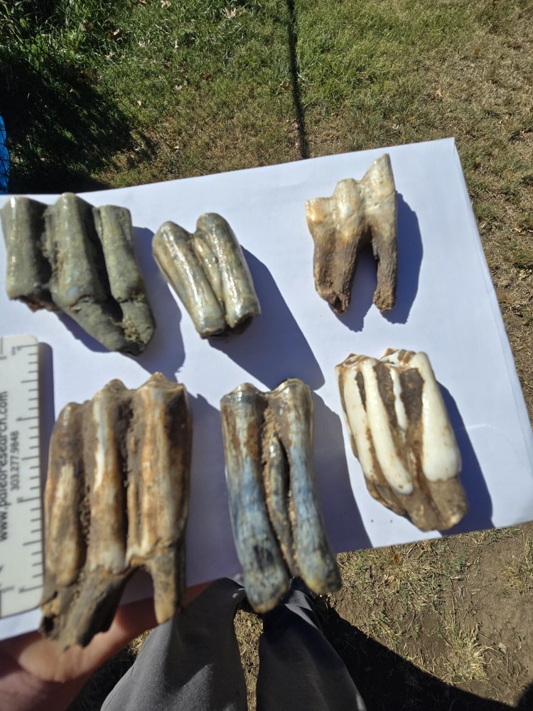 Fossil Bison Teeth Lot