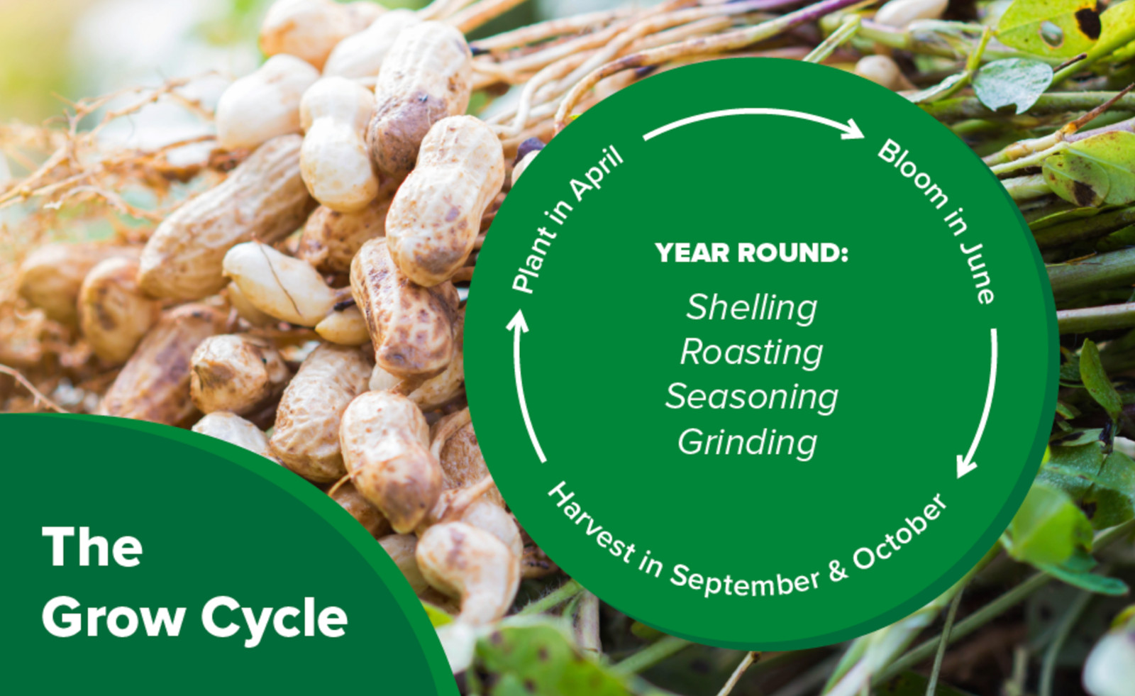 4x Jars Hampton Farms Creamy Peanut Butter Spread 16oz Made in USA NC