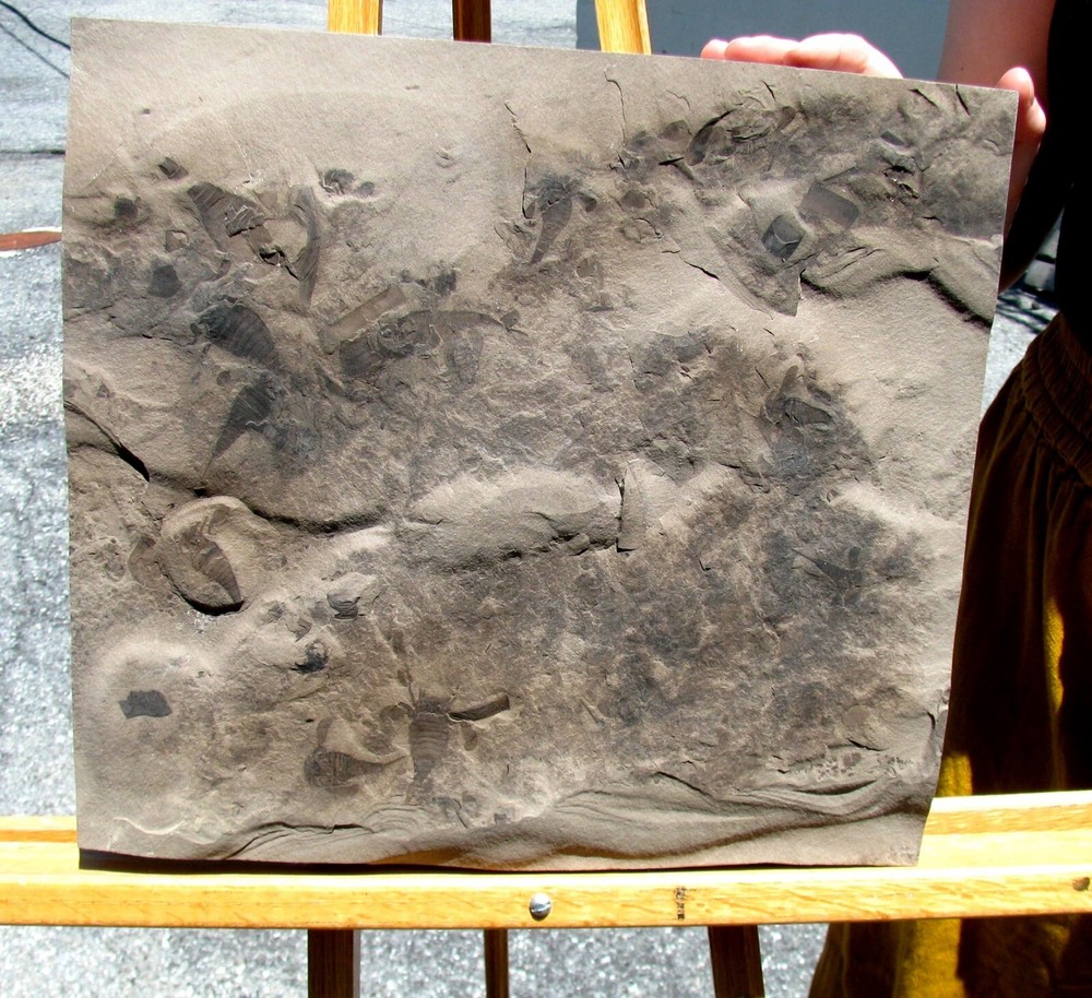 KILLER MULTIPLE EURYPTERID FOSSIL PLATE- 12 OR MORE JUVENILE EURYPTERUS REMIPES!