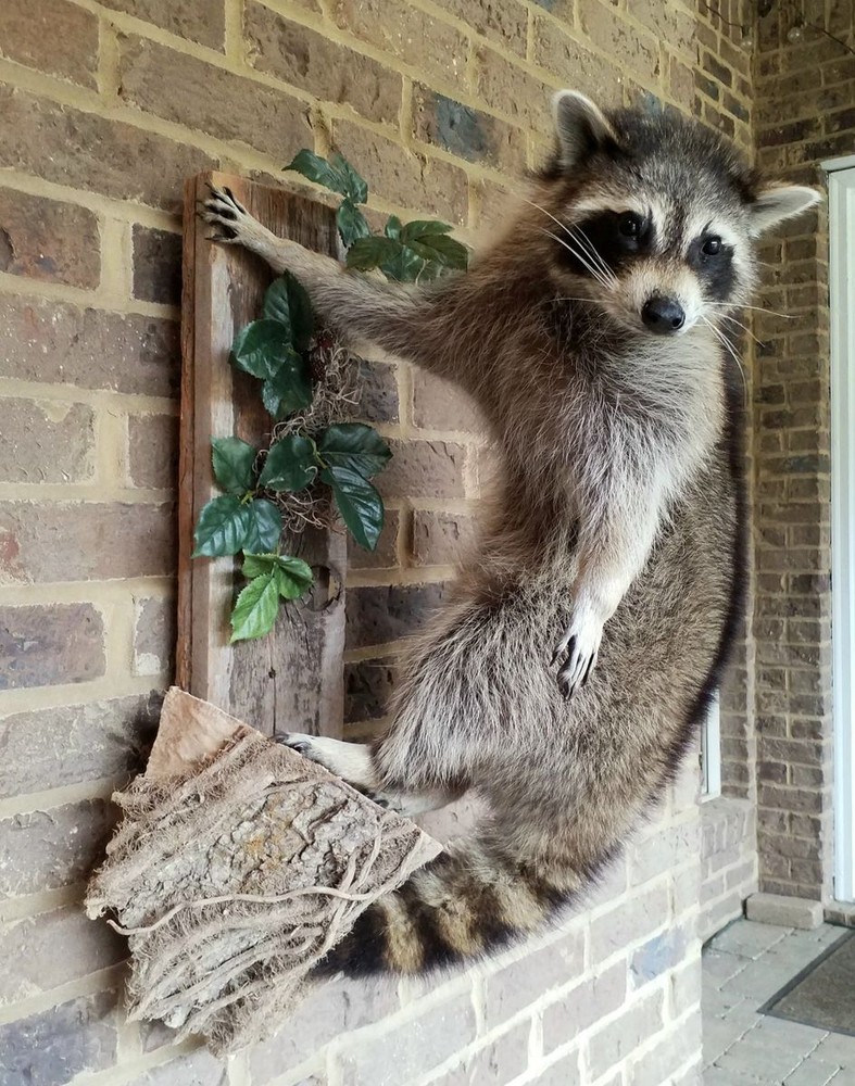 Unique Raccon Messenger Mount - NEW