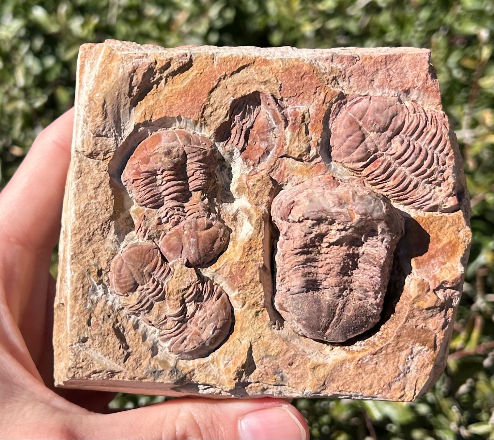 China Fossil Trilobites Multi Plate Ductina vietnamica Devonian Bugs in Matrix