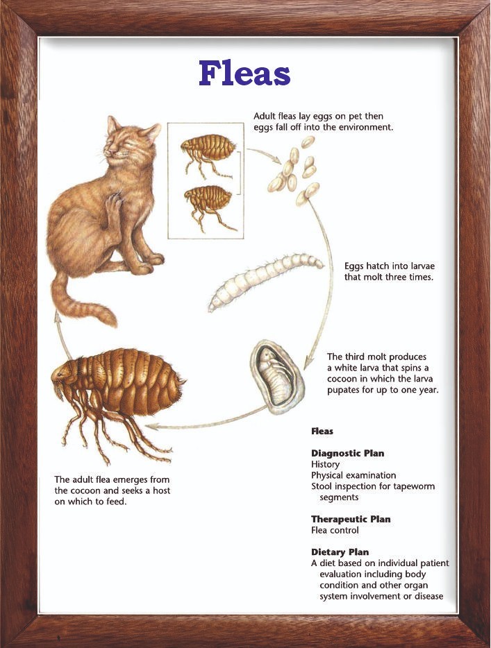 Fleas Chart 12x18 inches