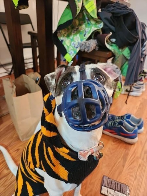 Adjustable Basket Muzzle for Small Medium Large Dogs - Gentle Anti-Bite Solution