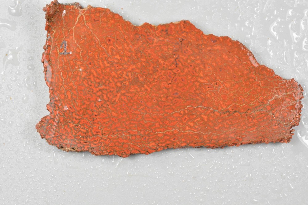Orange Agatized Dinosaur Bone, New Mexico, 75 grams