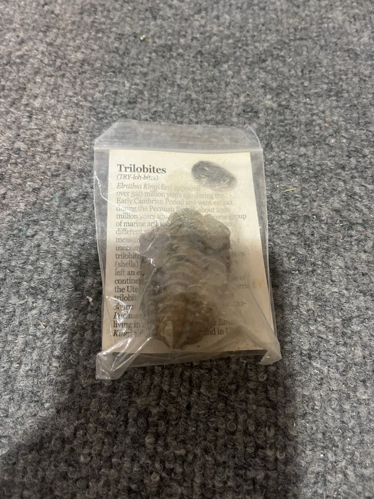 2" Trilobites Fossil