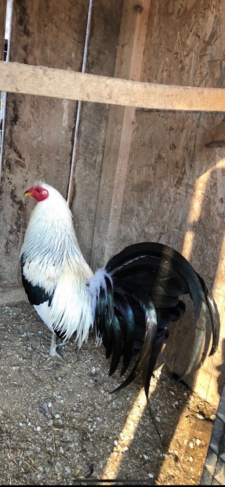 hatching eggs chicken Pure Bennett sold in 6 pack