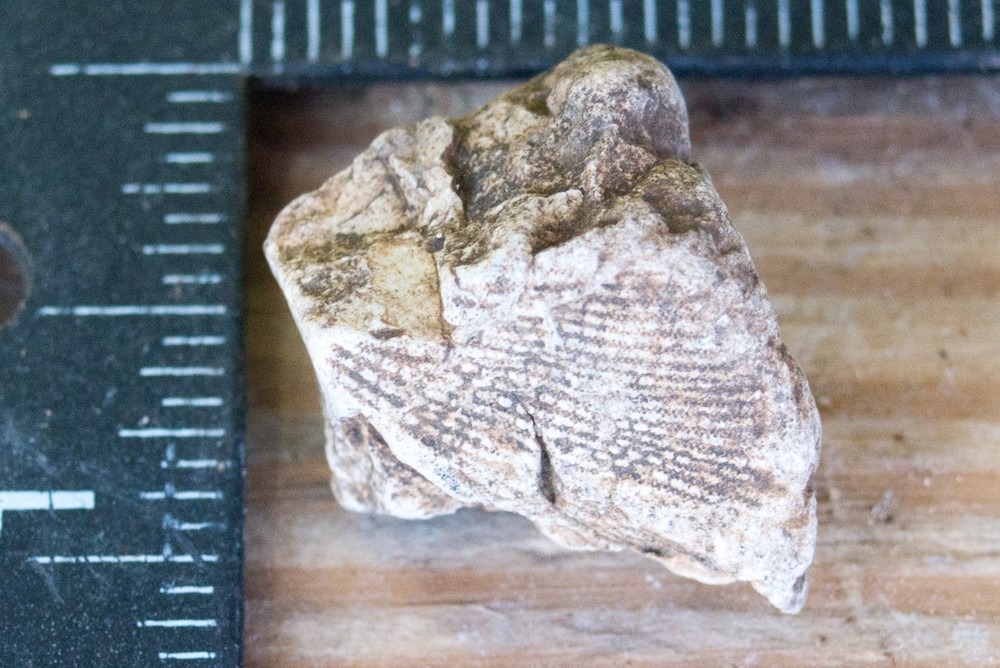 NE Oklahoma Fossil
