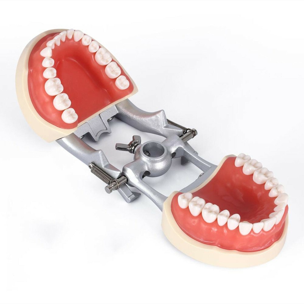 Dental Endo Root Canal Practise Typodont 28Pcs Teeth Model for Pulp Study RCT