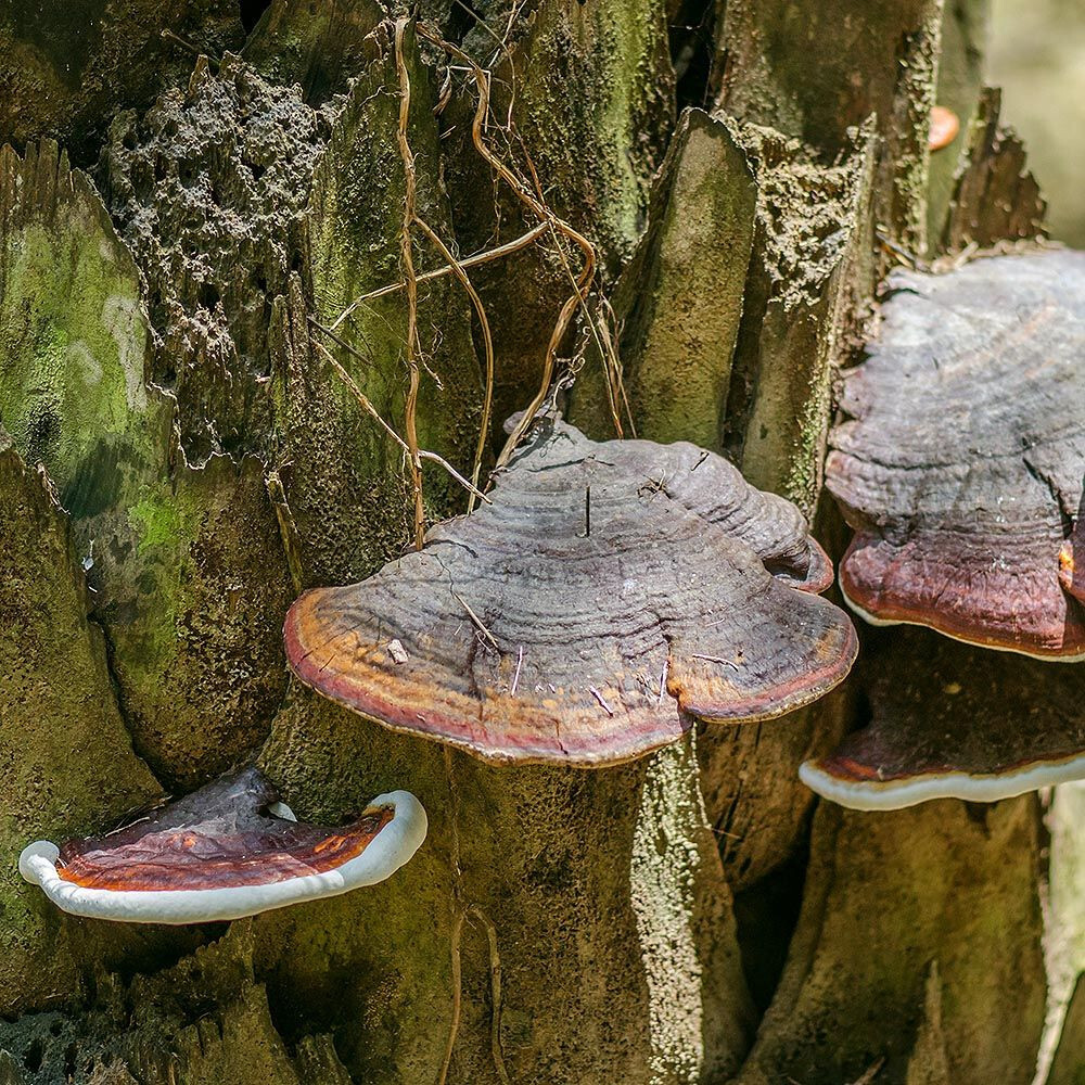 Palm Polypore (Ganoderma boninense) Liquid Culture