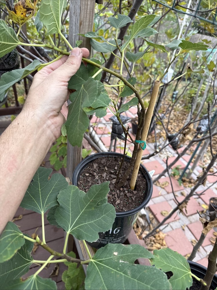 Kadota Fig tree