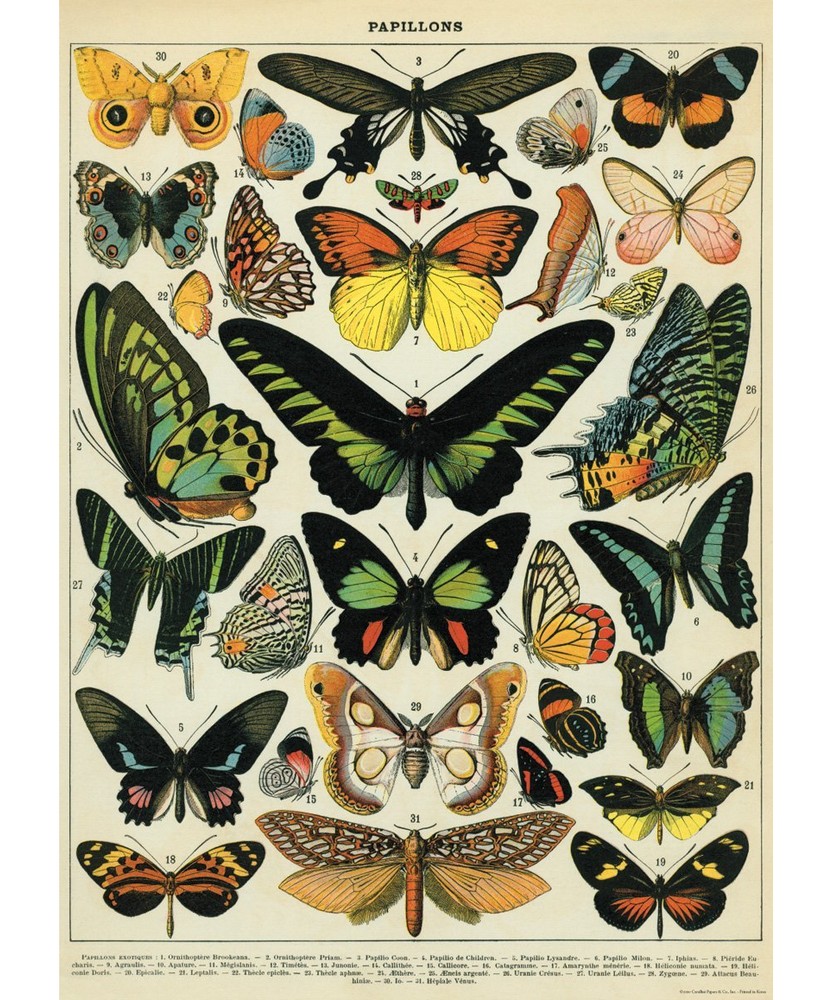 Decorative Wrap 20X28 Butterflies