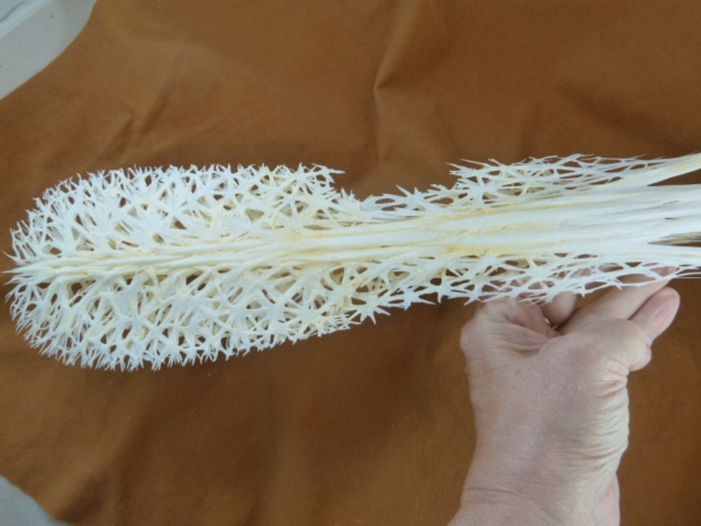 W3-p) 20" Paddlefish skeleton head bill Polyodon spathula spoonbill paddle fish