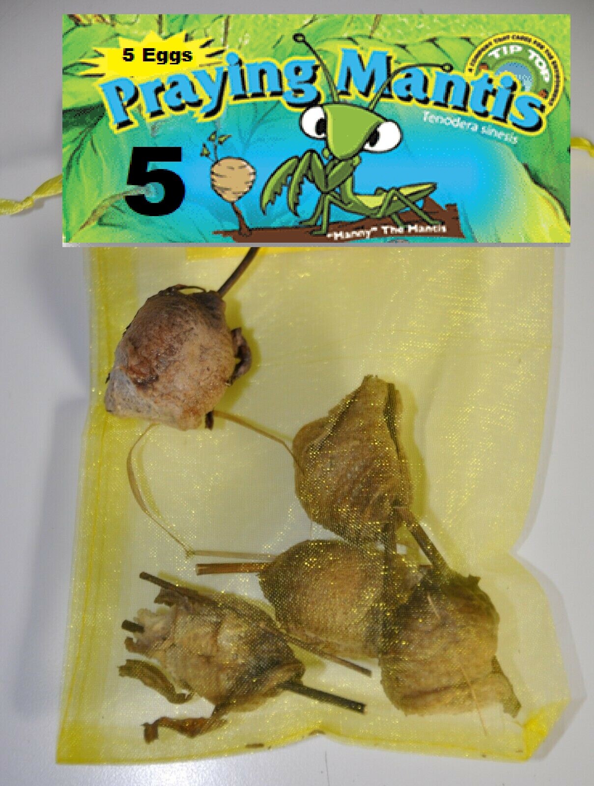 Fresh 5 Praying Mantis Egg Case + FREE Hatching Habitat Bag Picked 2025 Season