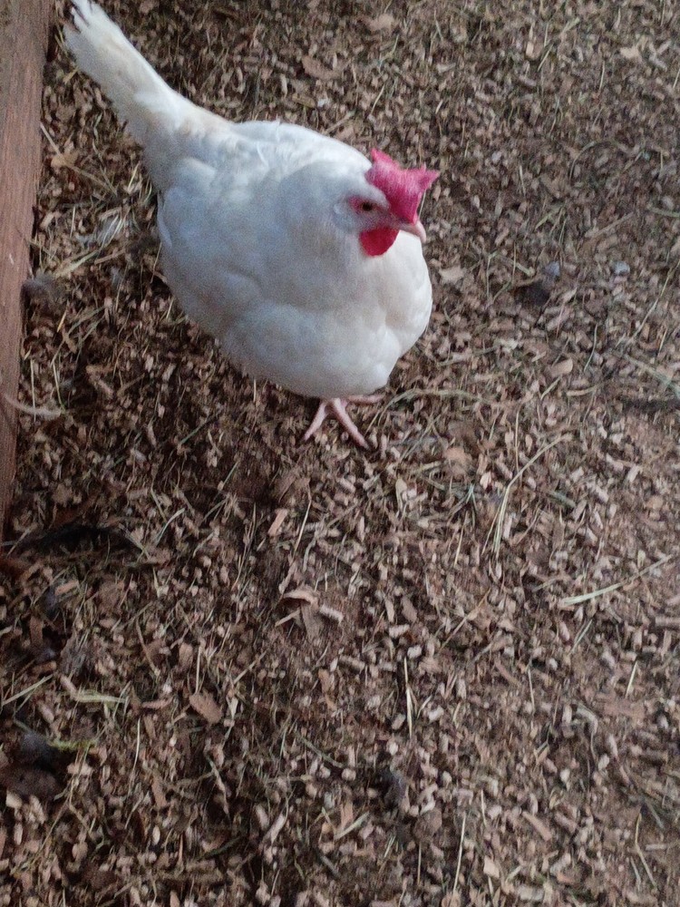 6++ White Leghorn hatching eggs