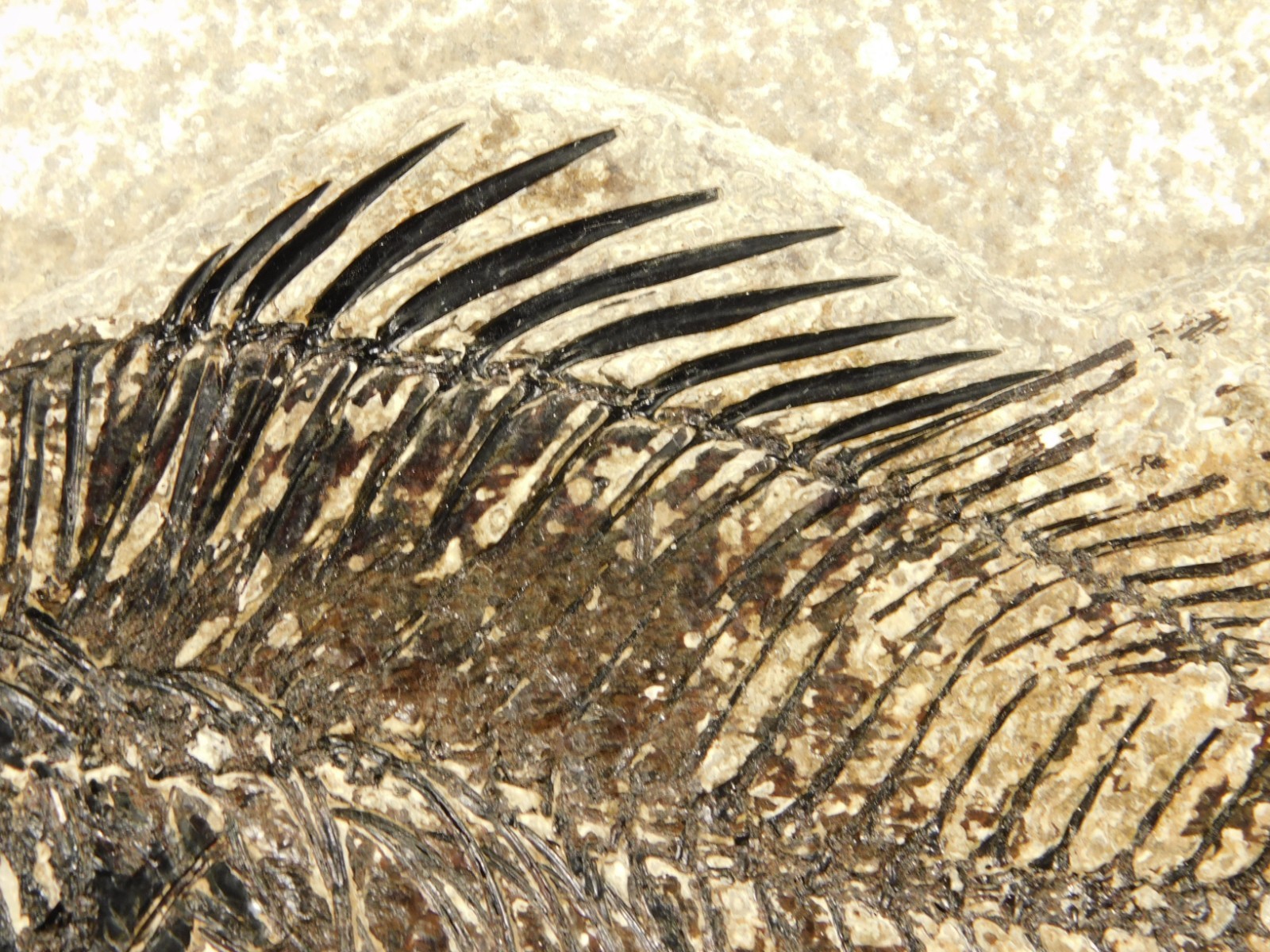 Two! SPECIES Rare Priscacara FISH Fossil and Diplomystus On HUGE Matrix Wyoming