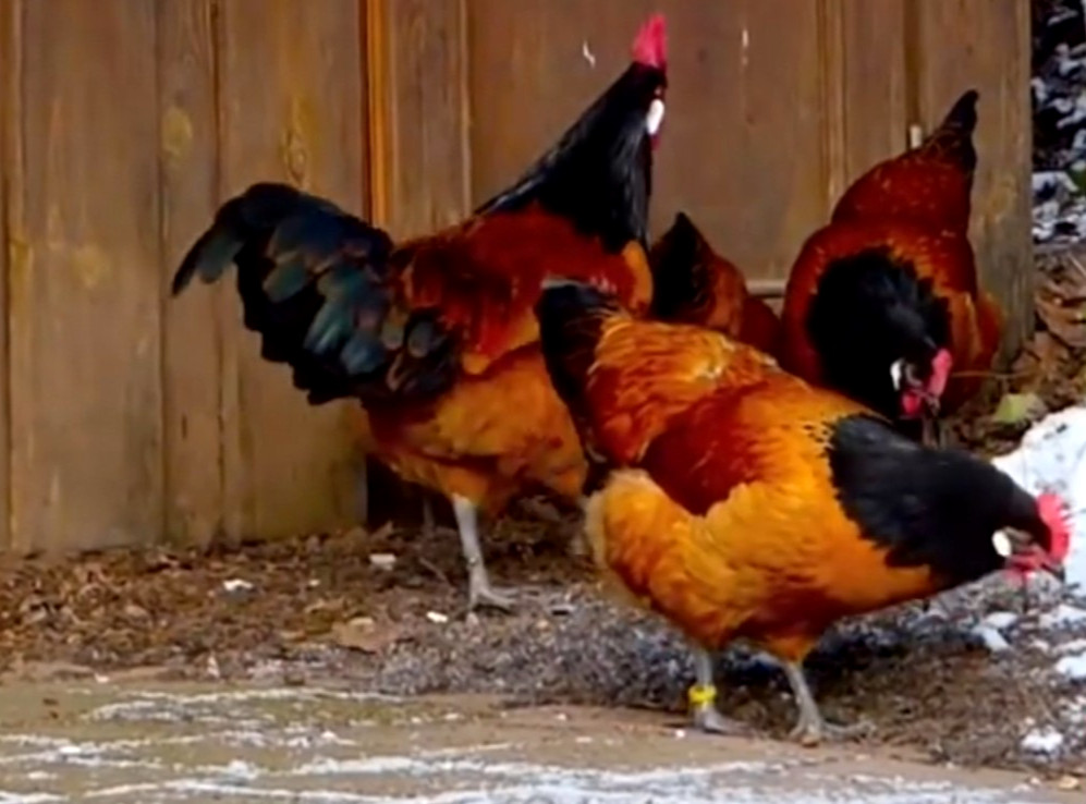 12 NPIP/AI CLEAN GERMAN VORWERK HATCHING EGGS