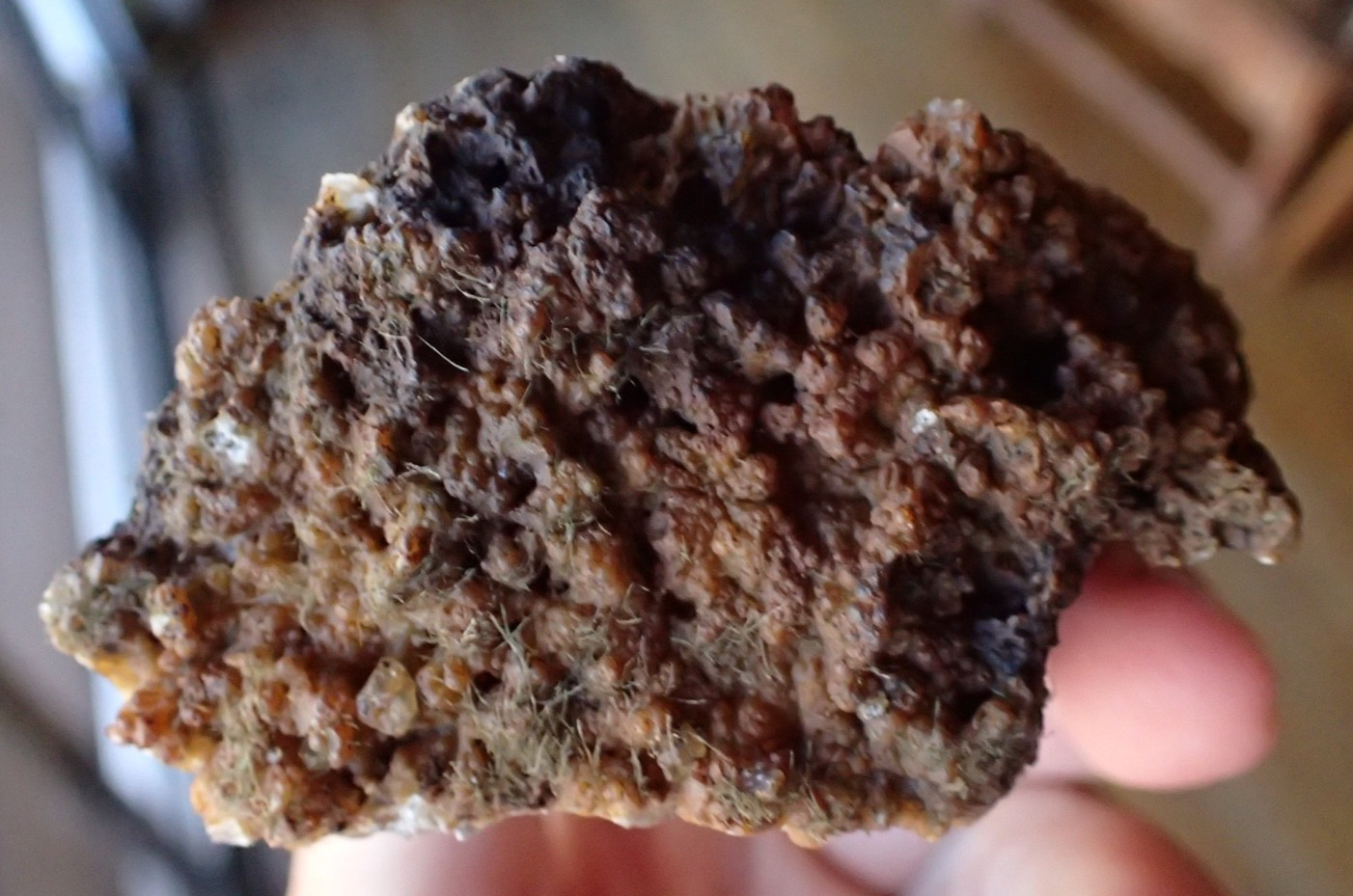 Botryoidal Fossil Coral Geode Fragment GA Agate Ocean Fluorescent Specimen WC8