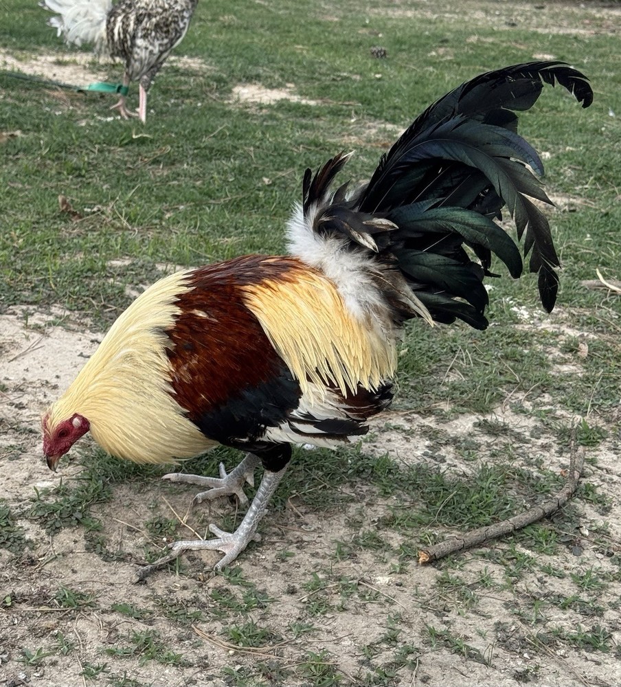 chicken hatching egg